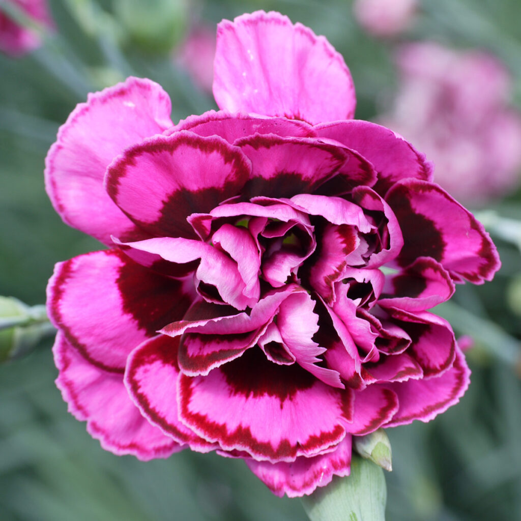 Diane - Whetman Garden Plants and Pinks