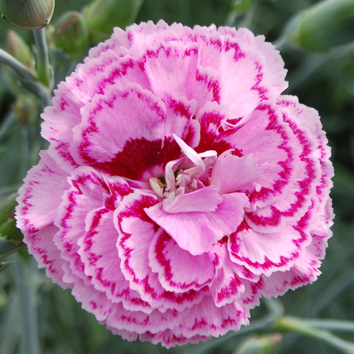 Pink Ruffles - Whetman Garden Plants and Pinks