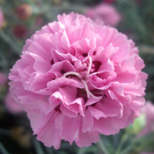 Pink Ruffles - Whetman Garden Plants and Pinks