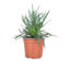 9cm potted plant In spring these can be planted straight in the ground.