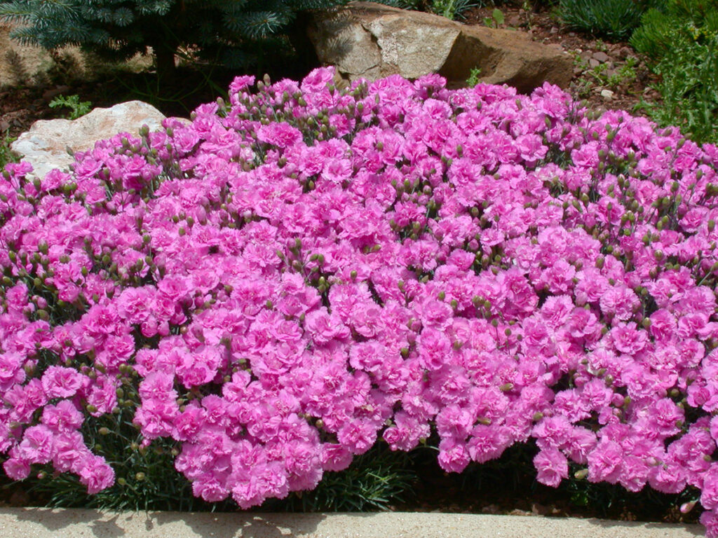 Whatfield Can Can - Whetman Garden Plants and Pinks
